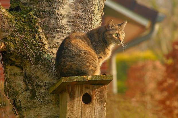 Die vielen Katzen in der Schweiz sind eine Bedrohung für die einheimische Vogelwelt – sowohl streunende als auch Hauskatzen mit festem Wohnsitz. (Bild Pixabay)