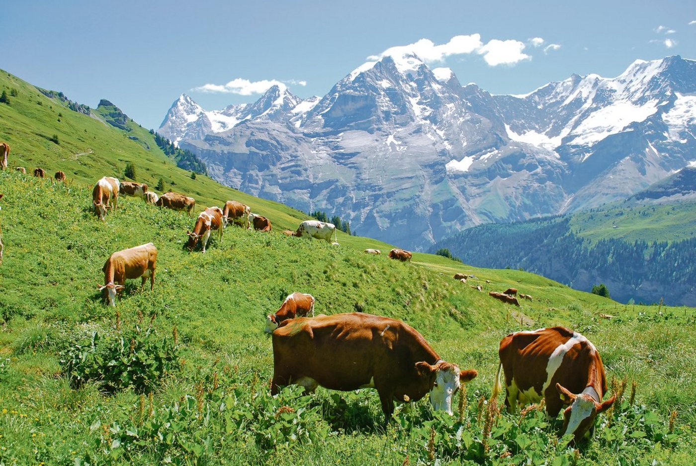 Ausreichender Regen, schönes Wetter und genügend Gras: Was will man mehr. Auf vielen Alpen herrscht eine gute Stimmung. Ob dies bis zum Bettag anhalten wird, wird sich noch zeigen.(Bild Peter Fankhauser)