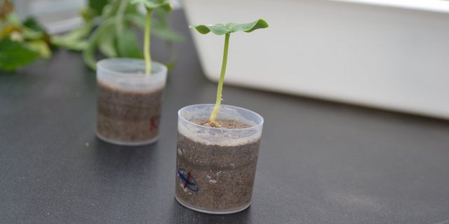 Angesichts der vielen Herausforderungen für die Zukunft sieht das Parlament mehr Geld für die landwirtschaftliche Forschung durchaus gerechtfertigt. (Bild jsc)