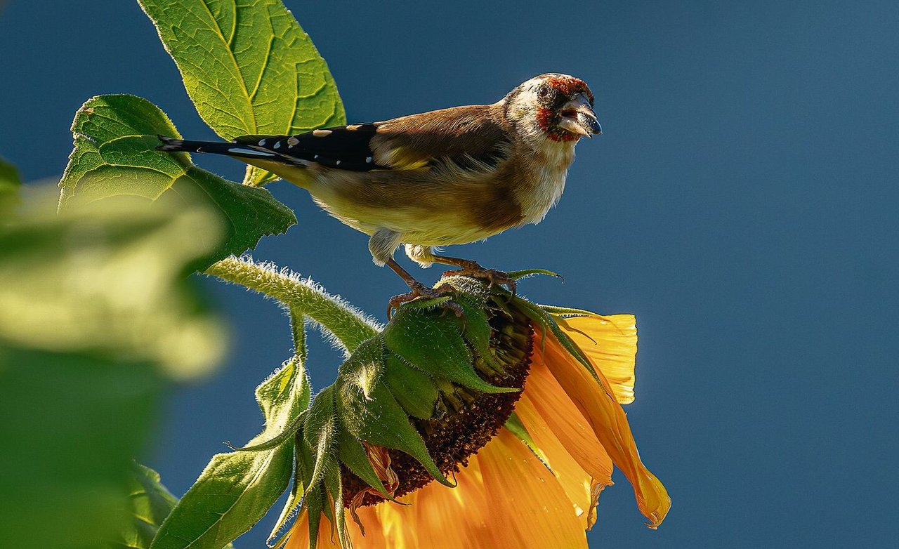 Neben Samen brauchen Stieglitze auch Insekten als proteinreiches Futter für ihren Nachwuchs.