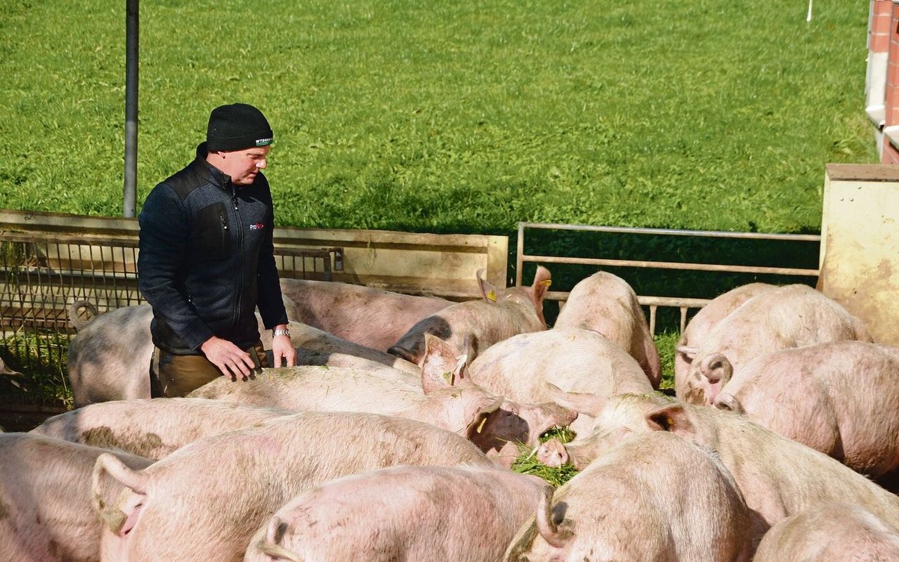 An der Herbstsonne: Zur Sättigung bekommen Grüters Galtsauen Raufutter. 