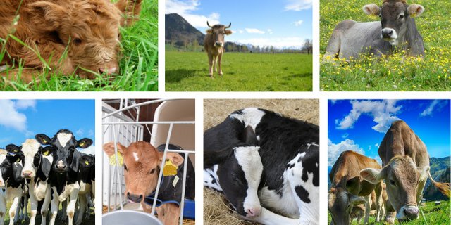 Ein Name soll zum Tier passen. Daher ist die Suche nach dem richtigen eine – immer wiederkehrende – Herausforderung. (Bilder Pixabay / BauZ)