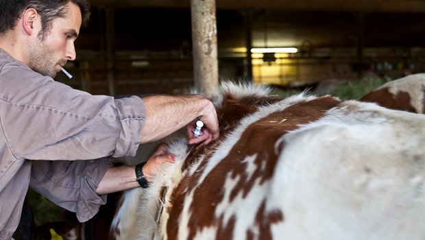 Der Antibiotika-Einsatz bei Nutztieren ist zunehmend umstritten. (Bild Peter Baracchi/GST) 