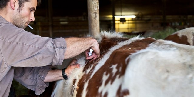 Der Antibiotika-Einsatz bei Nutztieren ist zunehmend umstritten. (Bild Peter Baracchi/GST) 