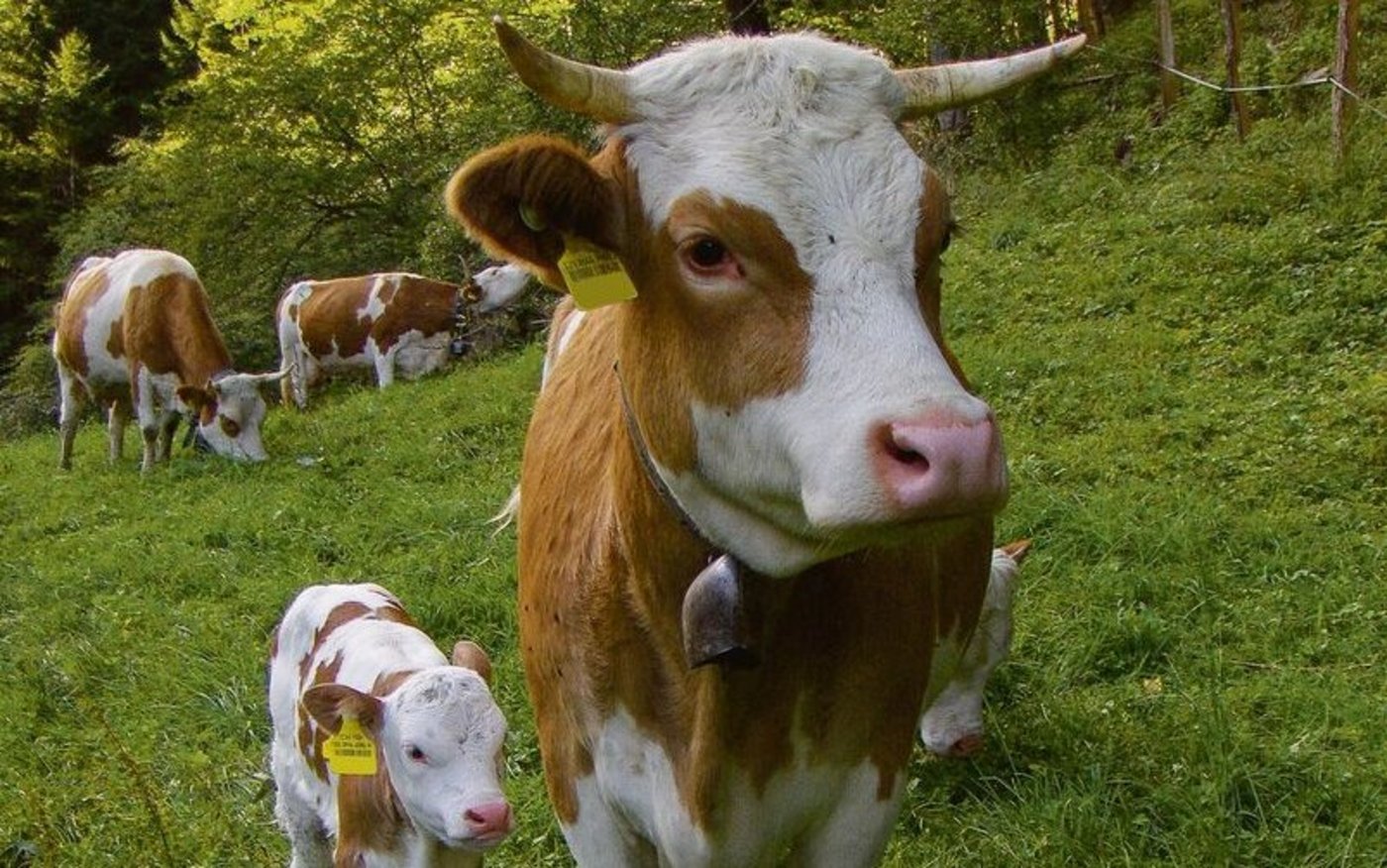 Die Hinterwälder sehen auf den ersten Blick aus wie eine alte Berner Oberländer Rasse, kommen aber aus dem Schwarzwald.