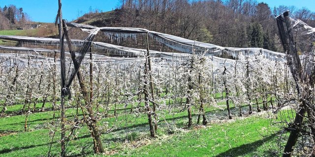 Nach einer frostigen Frühlingsnacht ist diese Obstanlage mit Apfel- und Birnenbäumen durch die Beregnung mit Eis überzogen.
