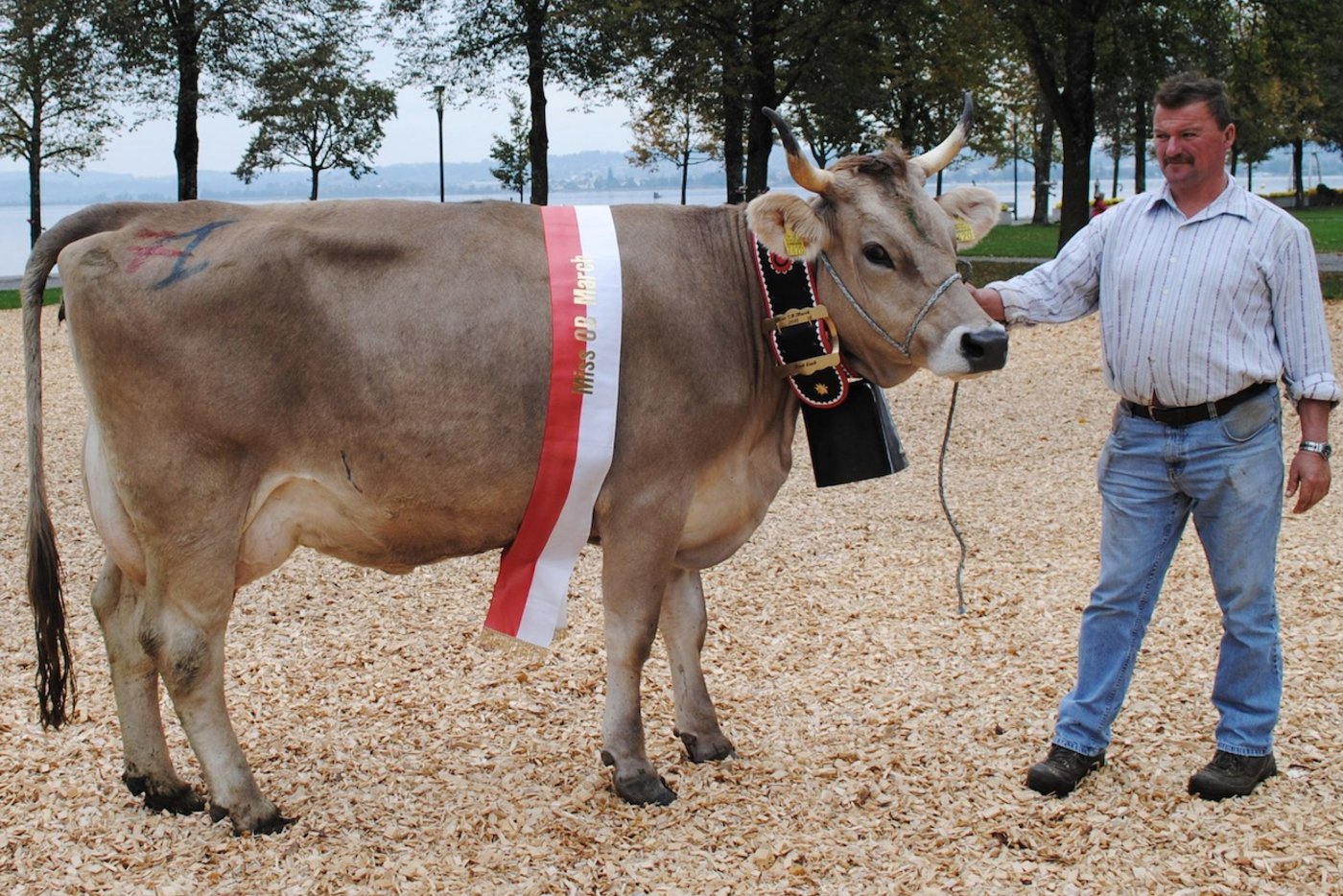 Miss OB Lachen Elmar Agenda von Urs Reichmuth, Altendorf.