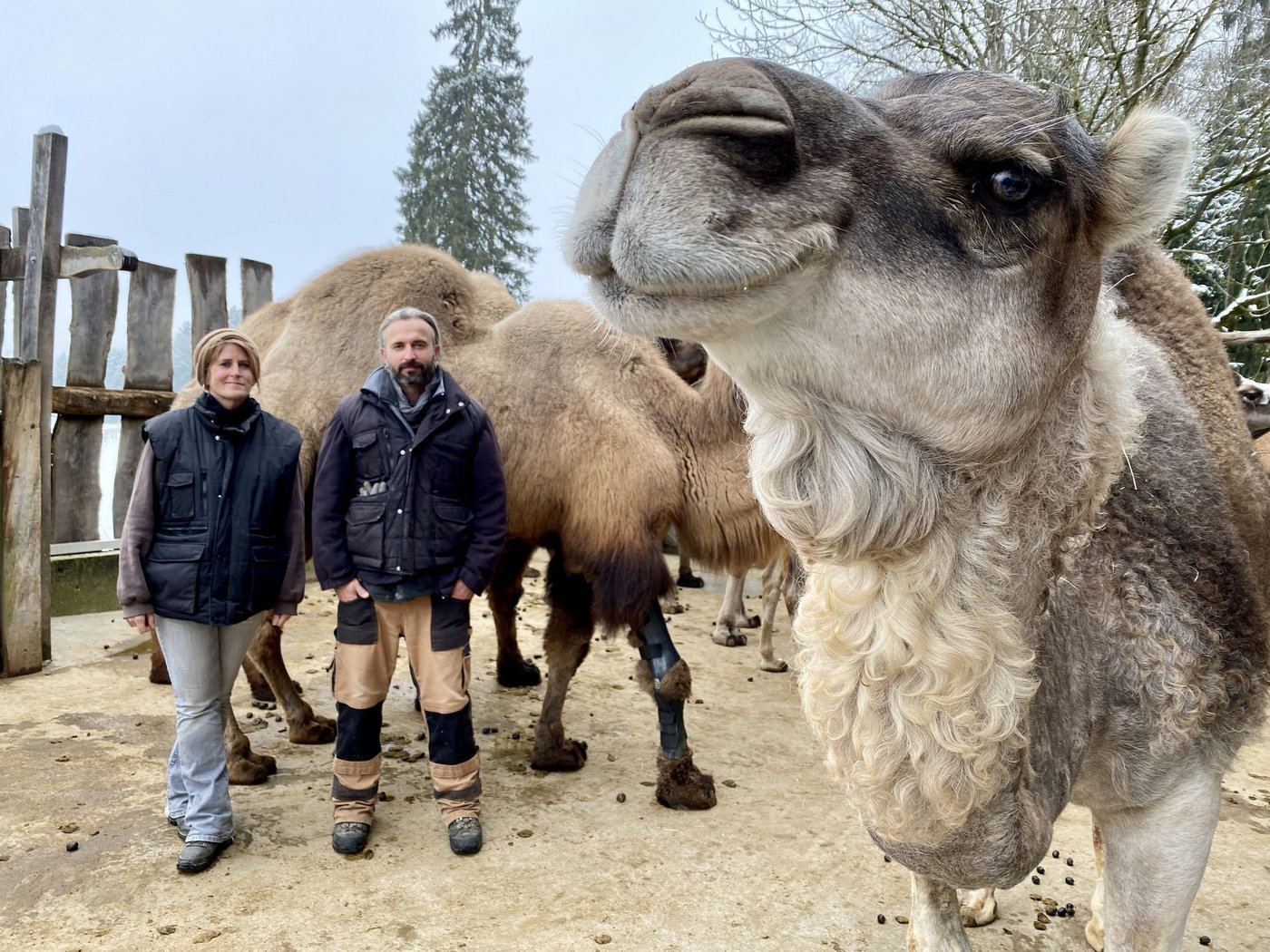 Auf dem Kamelhof von Karin Stiffler und Ulli Runge erhalten kranke und alte Kamele besondere Zuwendung. So z. B. Sambal (hinten), der aufgrund einer Gelenkarthrose eine Orthese benötigt. (Bilder Katrin Erfurt)