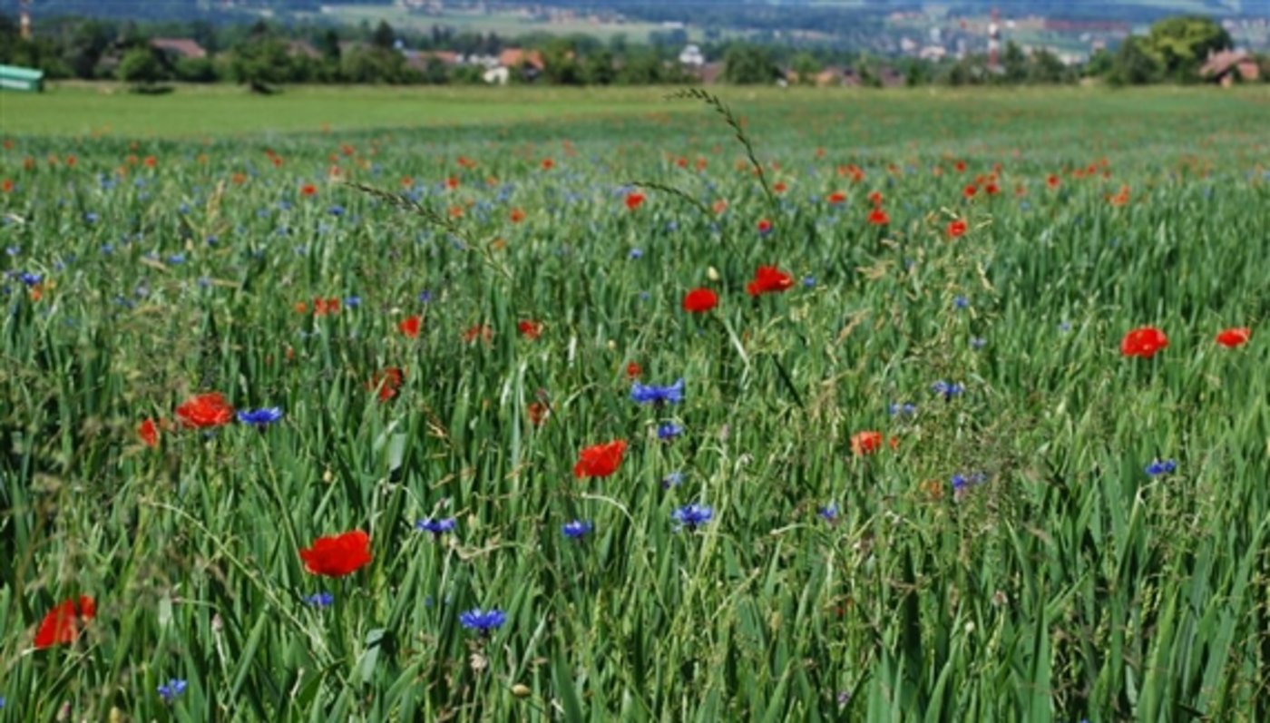 Reiche Ackerflora in diesem Getreidefeld in Steffisburg, deshalb ... (Bilder Jeanne Woodtli)