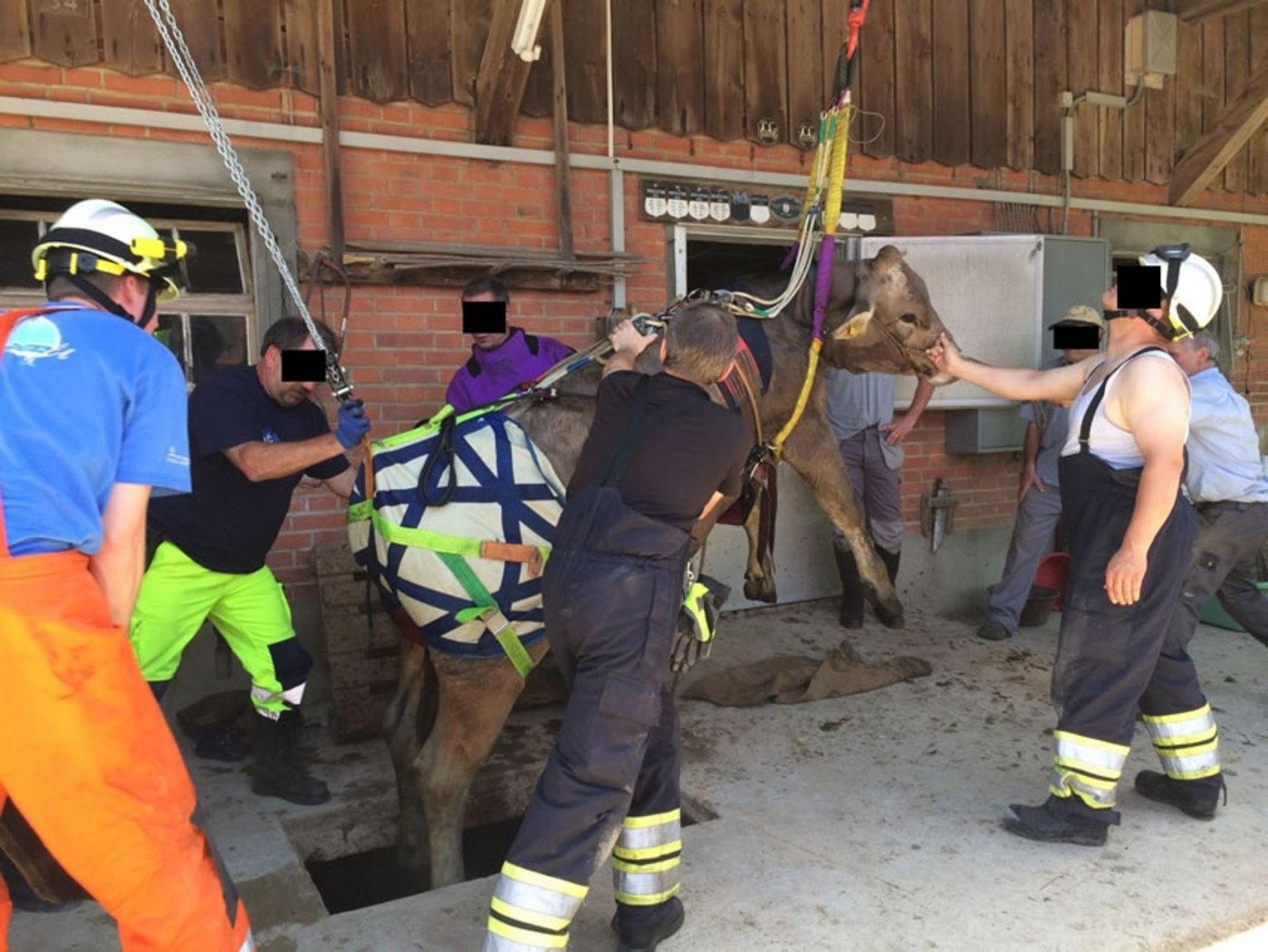 Feuerwehr und Grosstier-Rettungsdienst befreien das Rind aus dem Güllenloch. (Bild Polizei Basel-Landschaft)