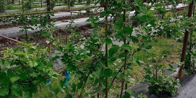 Brombeeren gehören zu den Beerenarten, die gut mit steigenden Temperaturen und heissen Sommern umgehen können.