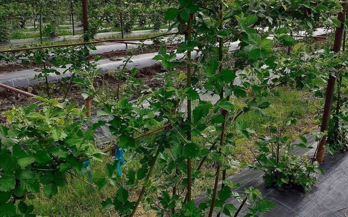 Brombeeren gehören zu den Beerenarten, die gut mit steigenden Temperaturen und heissen Sommern umgehen können.