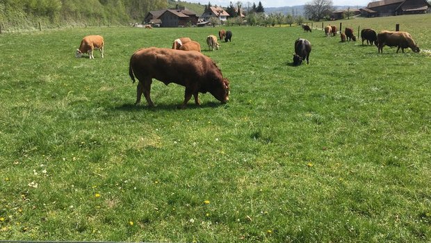 Die genomische Selektion ist nicht nur für Stiere ein Thema, sondern auch für weibliche Tiere. (Symbolbild jsc)