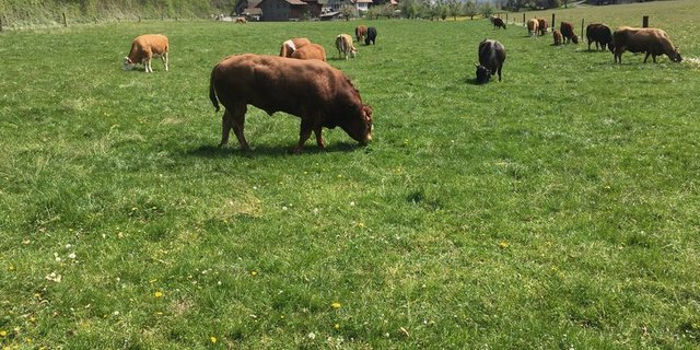 Die genomische Selektion ist nicht nur für Stiere ein Thema, sondern auch für weibliche Tiere. (Symbolbild jsc)