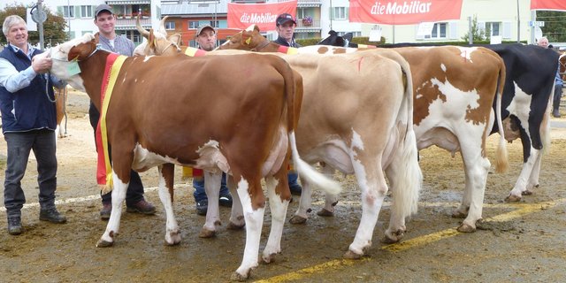 (V. l. n. r.): Die Junior Miss sowie die Rassensiegerinnen Simmental, Swiss Fleckvieh und Red Holstein/Holstein. (Bild Philipp Meier)