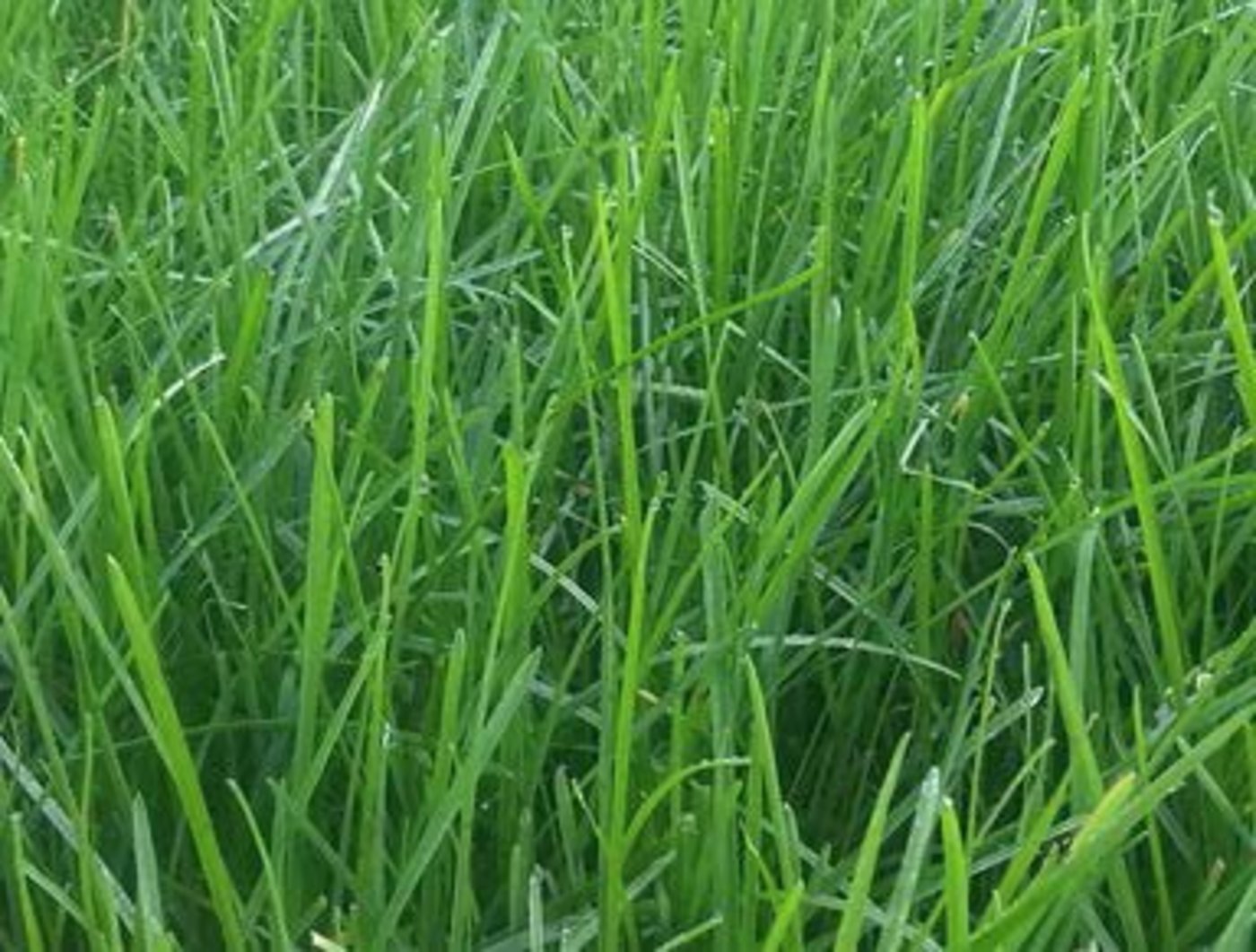 Die grosse Konkurrenzkraft ist für die sehr langsam wachsenden neuen Sorten entscheidend. (Bild: Beat Boller, Agroscope)