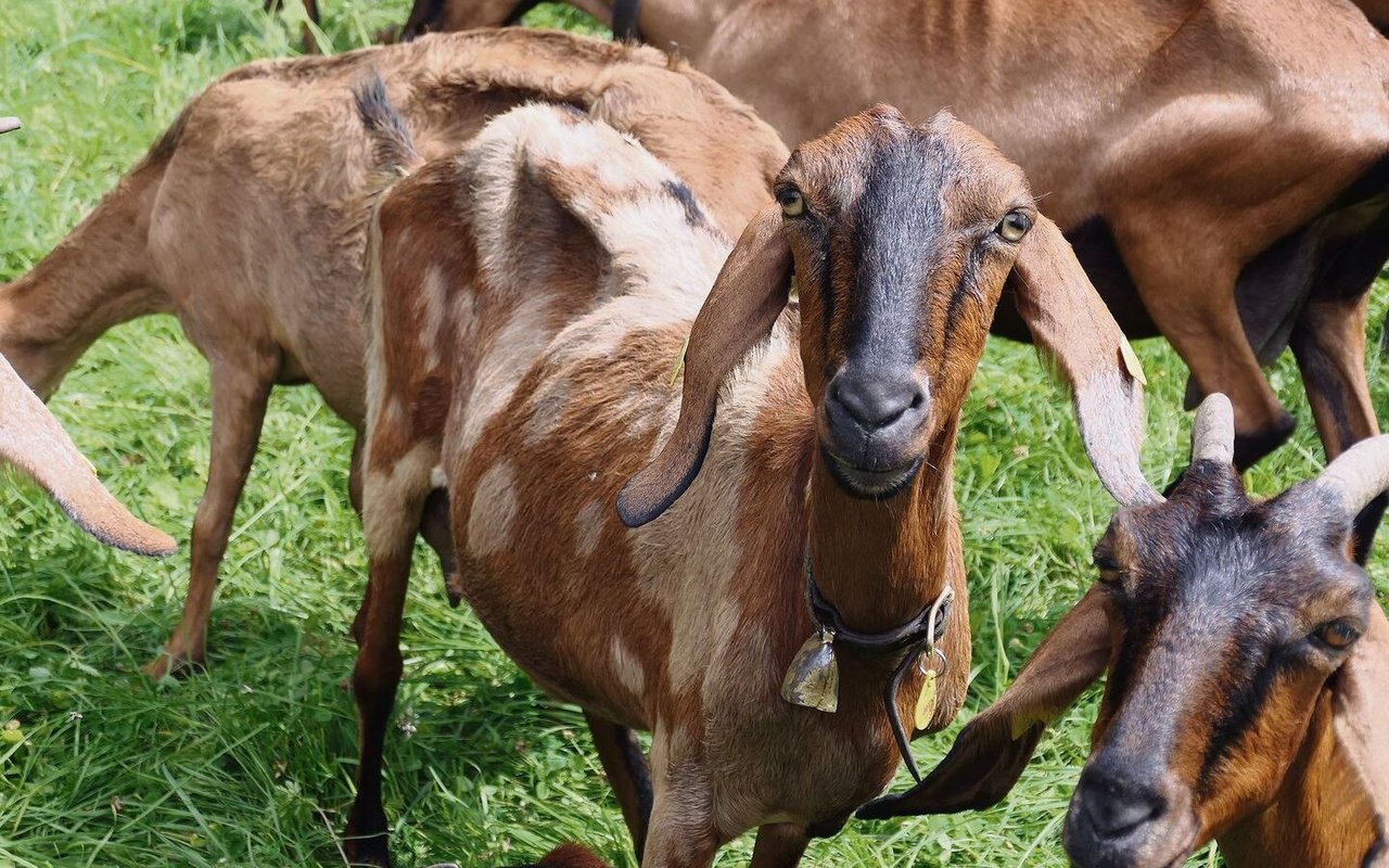 Die Anglo-Nubische Ziege ist bekannt für ihren guten Milchgehalt. Hierzulande gibt es sie selten.