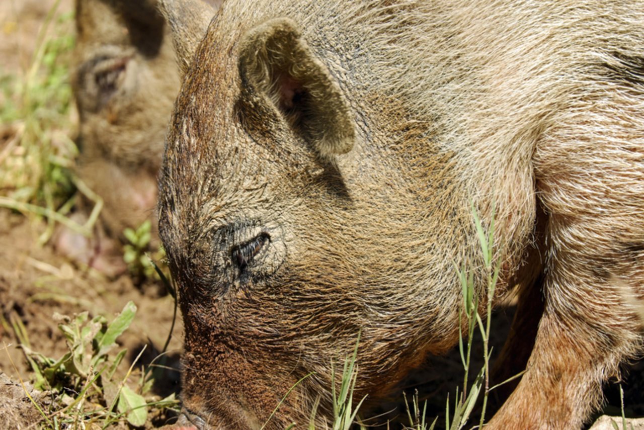 Das Wildschwein ist nicht geschützt - aber verhältnismässig schwer zu jagen. (pd) Download image