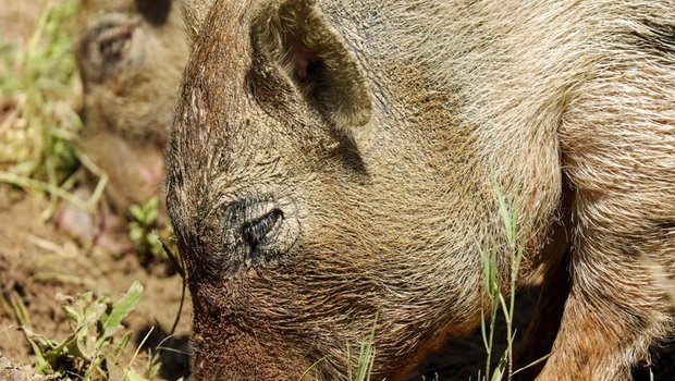 Das Wildschwein ist nicht geschützt - aber verhältnismässig schwer zu jagen. (pd) Download image
