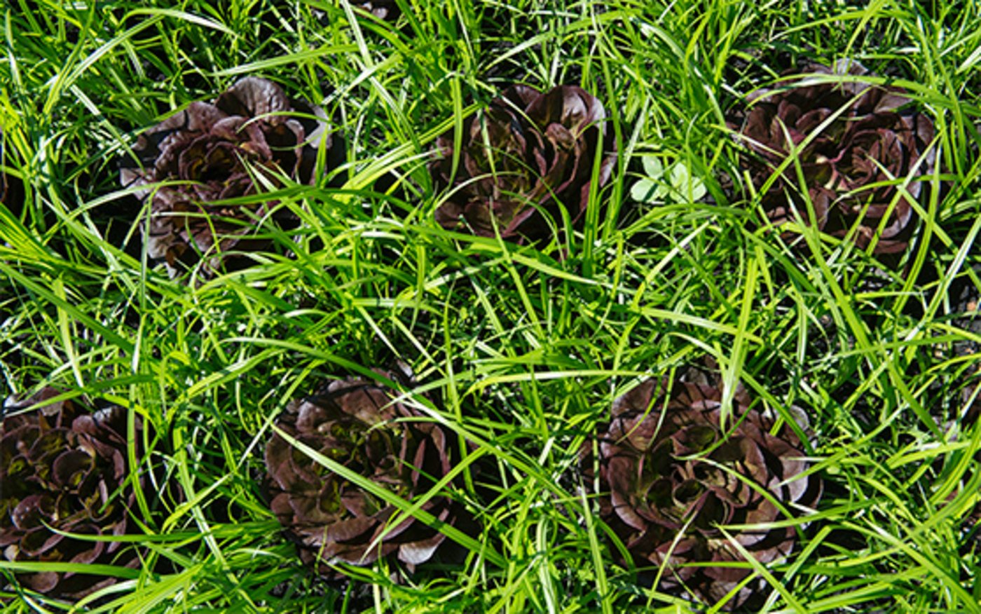 Gemüsekulturen, ...