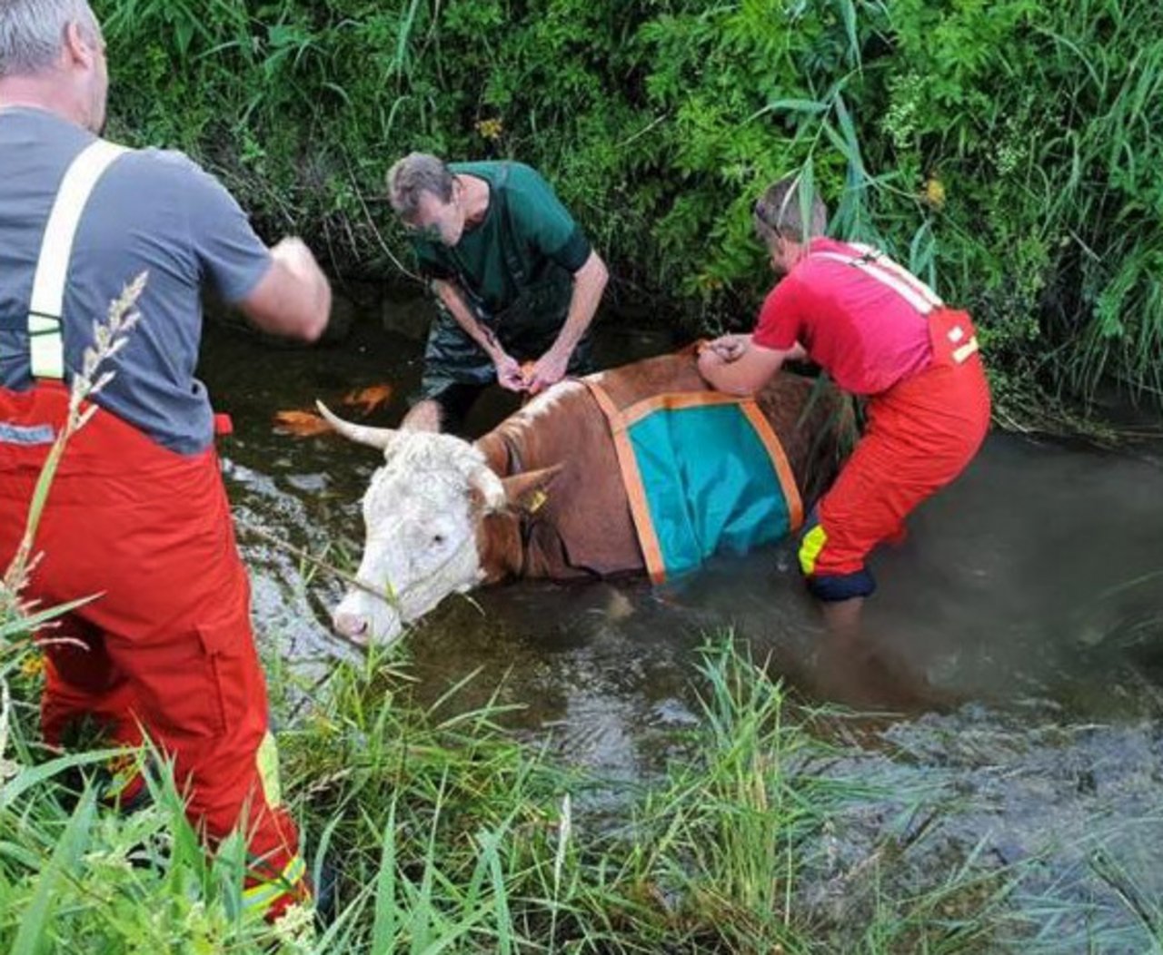 Diese Kuh musste nach einer misslungenen Bachüberquerung mehrere Stunden im Wasser ausharren und konnte erst von der Feuerwehr geborgen werden. (Bild Freiwillige Feuerwehr Schliersee)