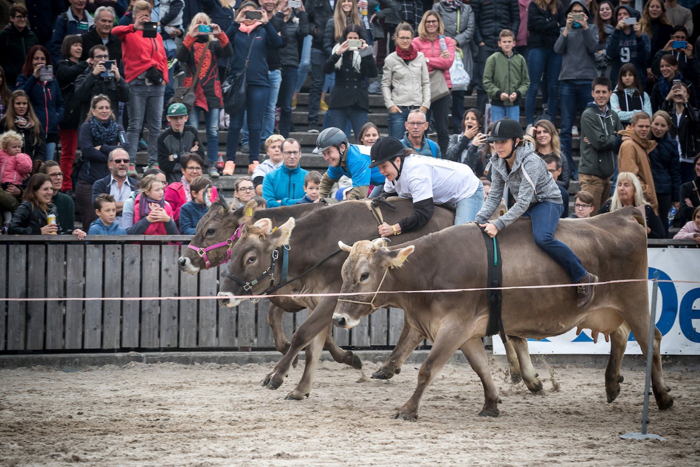 Das Olma-Kuhrennen.