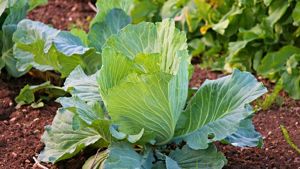 Die Wirksamkeit von Hausmitteln gegen Pflanzenschädlinge und -krankheiten ist selten erwiesen. Manche Hobby-Gärtner sind aber davon überzeugt und machen gute Erfahrungen damit, wie die Vielzahl an Rezepten und Berichten vermuten lässt. (Bilder Pixabay) 