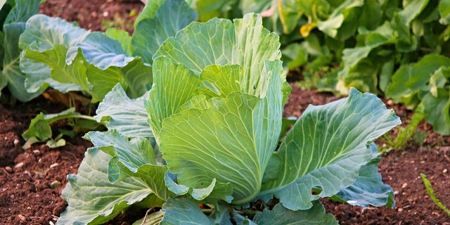 Die Wirksamkeit von Hausmitteln gegen Pflanzenschädlinge und -krankheiten ist selten erwiesen. Manche Hobby-Gärtner sind aber davon überzeugt und machen gute Erfahrungen damit, wie die Vielzahl an Rezepten und Berichten vermuten lässt. (Bilder Pixabay) 