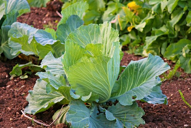 Hausgemachte natürliche Pflanzenschutz- und Düngemittel für den Garten Die Wirksamkeit von Hausmitteln gegen Pflanzenschädlinge und -krankheiten ist selten erwiesen. Manche Hobby-Gärtner sind aber davon überzeugt und machen gute Erfahrungen damit, wie die Vielzahl an Rezepten und Berichten vermuten lässt. (Bilder Pixabay)