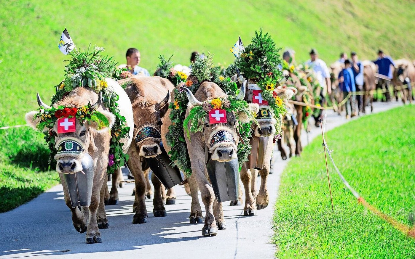 Prächtig geschmückt führen diese erfahrenen Original-Braunvieh-Kühe die Alpabfahrt an. Sie haben manche Schau und manchen Alpabzug erlebt.