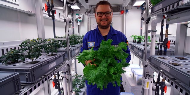 DLR-Forscher Paul Zabel hält in seinen Händen den ersten geernteten Antarktis-Salat. (Bild DLR)