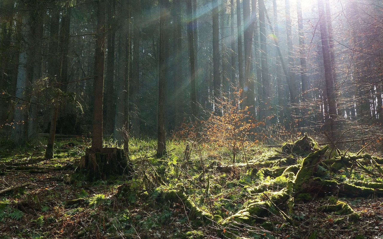 Der Aletschwald steht seit 90 Jahren (1933) unter absolutem Schutz.