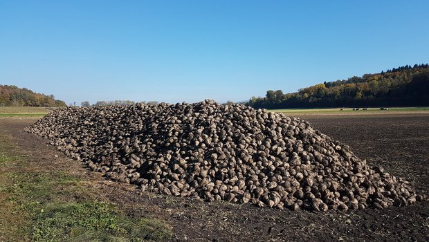 Die Kampagne läuft, doch der Preis- und Importdruck ist hoch. Zuckerrüben warten auf den Transport nach Aarberg im Oktober 2017. (Bild ji)