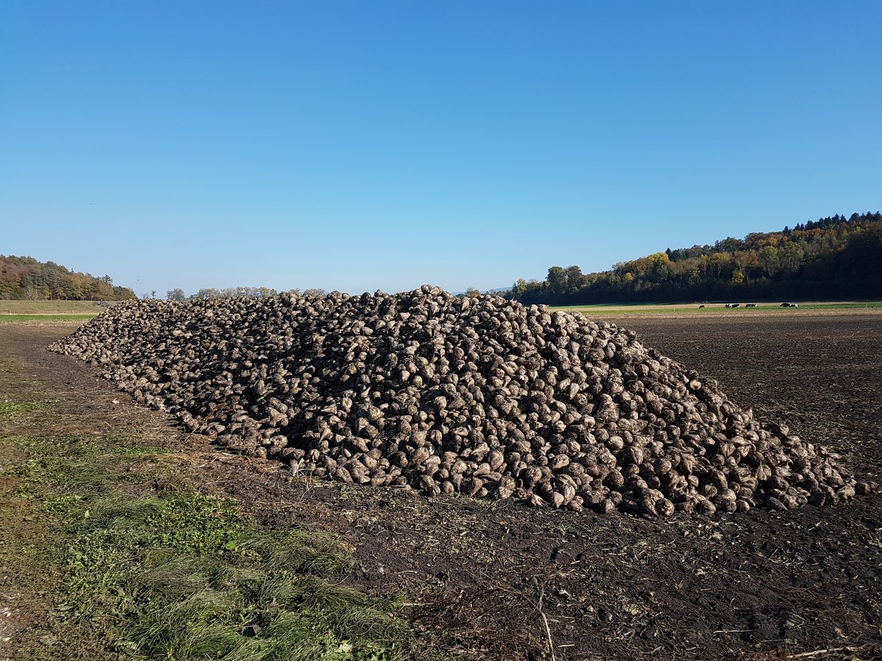 Die Kampagne läuft, doch der Preis- und Importdruck ist hoch. Zuckerrüben warten auf den Transport nach Aarberg im Oktober 2017. (Bild ji)