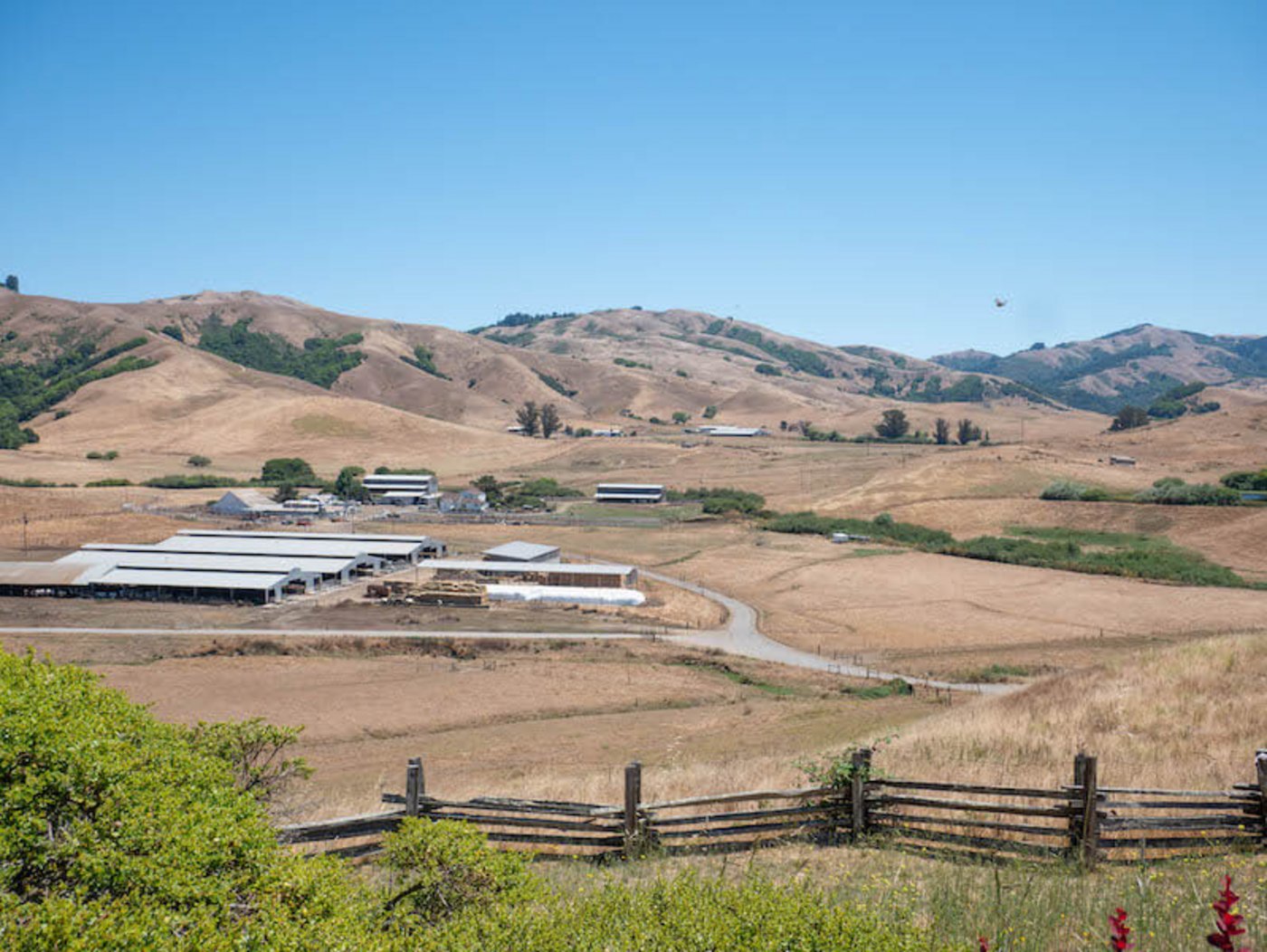 In den Sommermonaten sind die Wiesen im Nicasio Valley ausgetrocknet, die Kühe bleiben deshalb im Stall. (Bild lid)