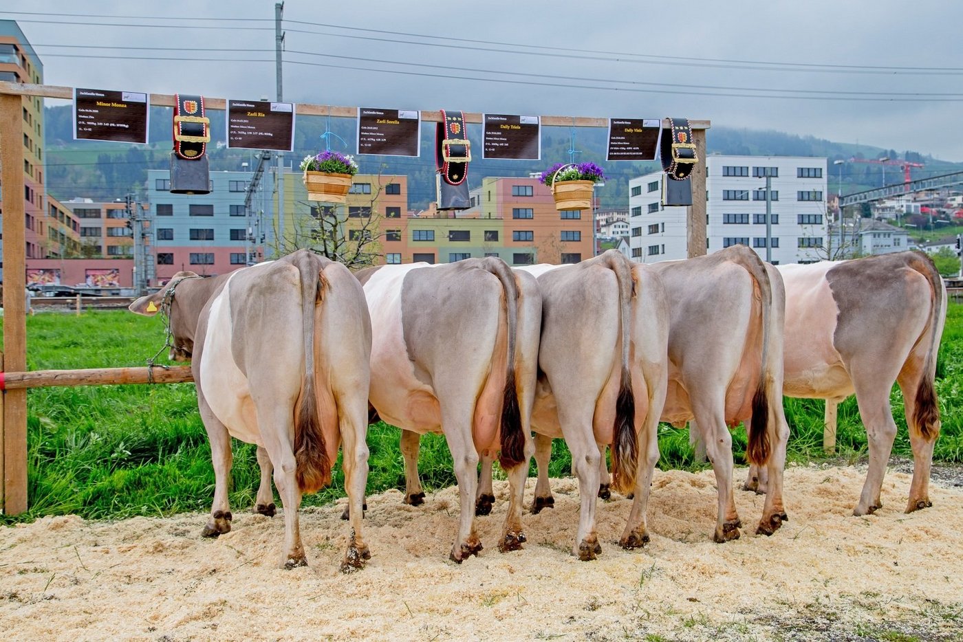 Eine seltene Gurt-Zuchtfamilie mit hohen 83 Gesamtpunkten, präsentierte Josef Häcki, Pfäffikon mit Minor Monza. (Bilder Braunvieh Schweiz)