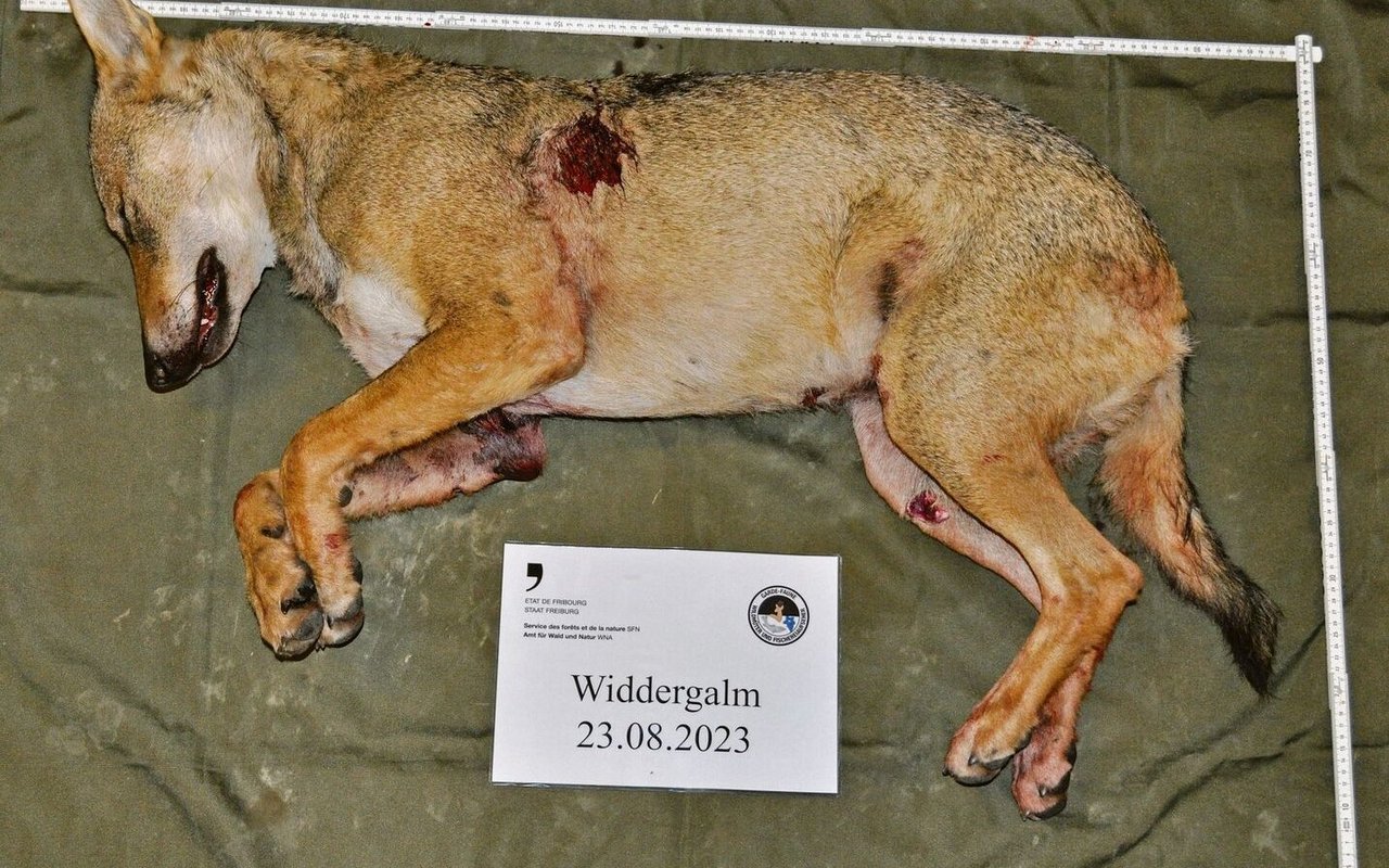 Auch im Kanton Freiburg wurde kürzlich reguliert: Wildhüter haben am 23. August im Gebiet Widdergalm einen Wolf erlegt.