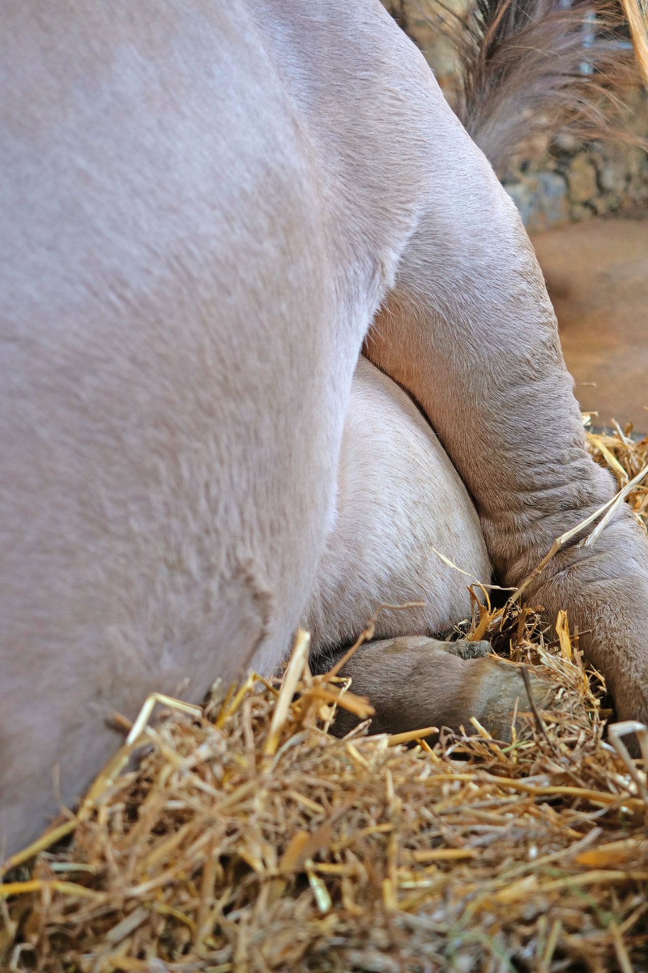 Betrieb Käslin: Die Kuh liegt dank dem weichen Strohbett auf ihrem Bein und nicht auf dem Euter. Bild: Martina Rüegger