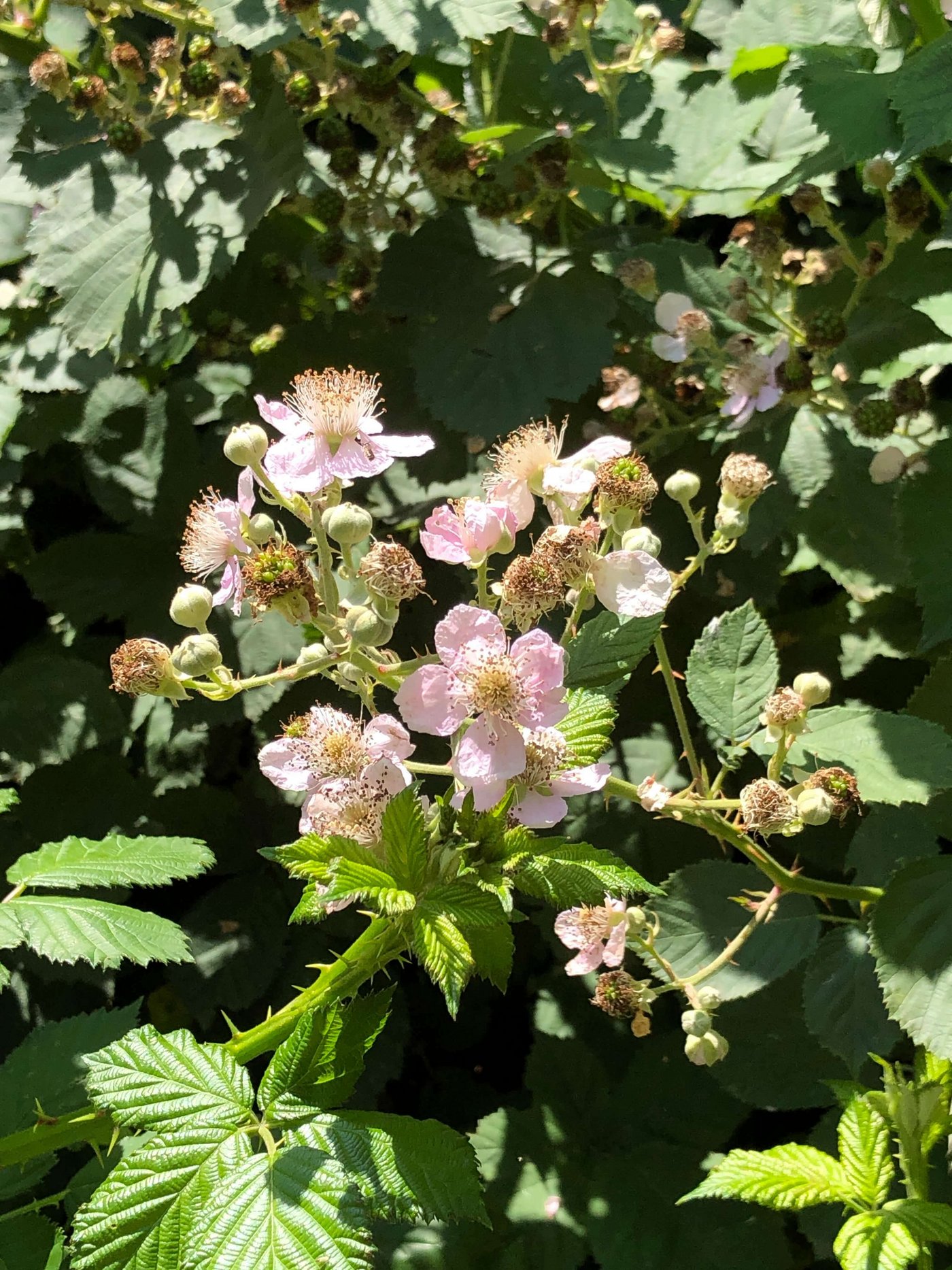 Die Blüte des Neophyts ist besonders gross und rosa.