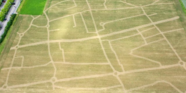 Bis zur Eröffnung am 18. Juli ist der Mais hoch genug gewachsen, dass ich grosse und kleine Besucher im Labyrinth verirren können. (Bild maislabyrith-wettingen.ch)