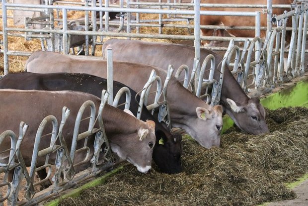 Verordnungspaket 2020: Uniterre fordert Stärkung der inländischen Produktion Unter anderem müsse die einheimische Produktion von Futtermitteln gestärkt werden. (Bild BauZ)