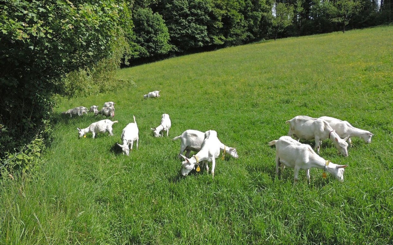 Eine Herde weisser Saanenziegen grast am Waldrand auf der Weide.