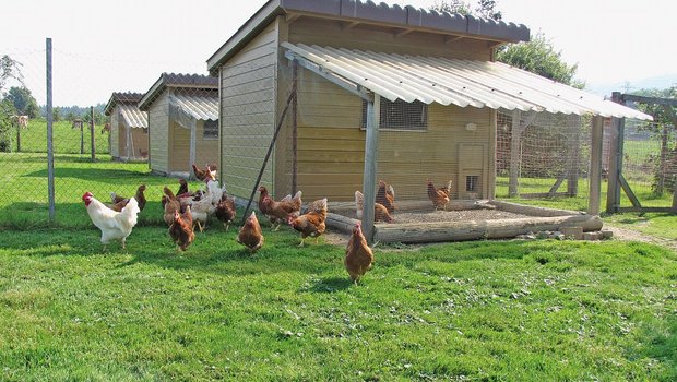 Auch in kleinen Hühnerhäusern muss ab Mitte/Ende Augustfür eine ausreichende Lichtdauer gesorgt werden. Bild: Aviforum