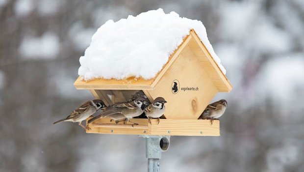 Hygiene beim Futterhaus ist wichtig, damit sich die Vögel nicht gegenseitig mit Krankheiten anstecken. (Bild Vogelwarte / Marcel Burkardt)