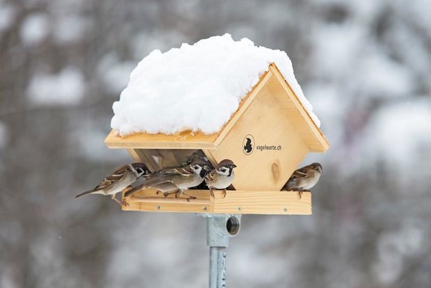 Vögel im Winter: So füttern Sie richtig Hygiene beim Futterhaus ist wichtig, damit sich die Vögel nicht gegenseitig mit Krankheiten anstecken. (Bild Vogelwarte / Marcel Burkardt)