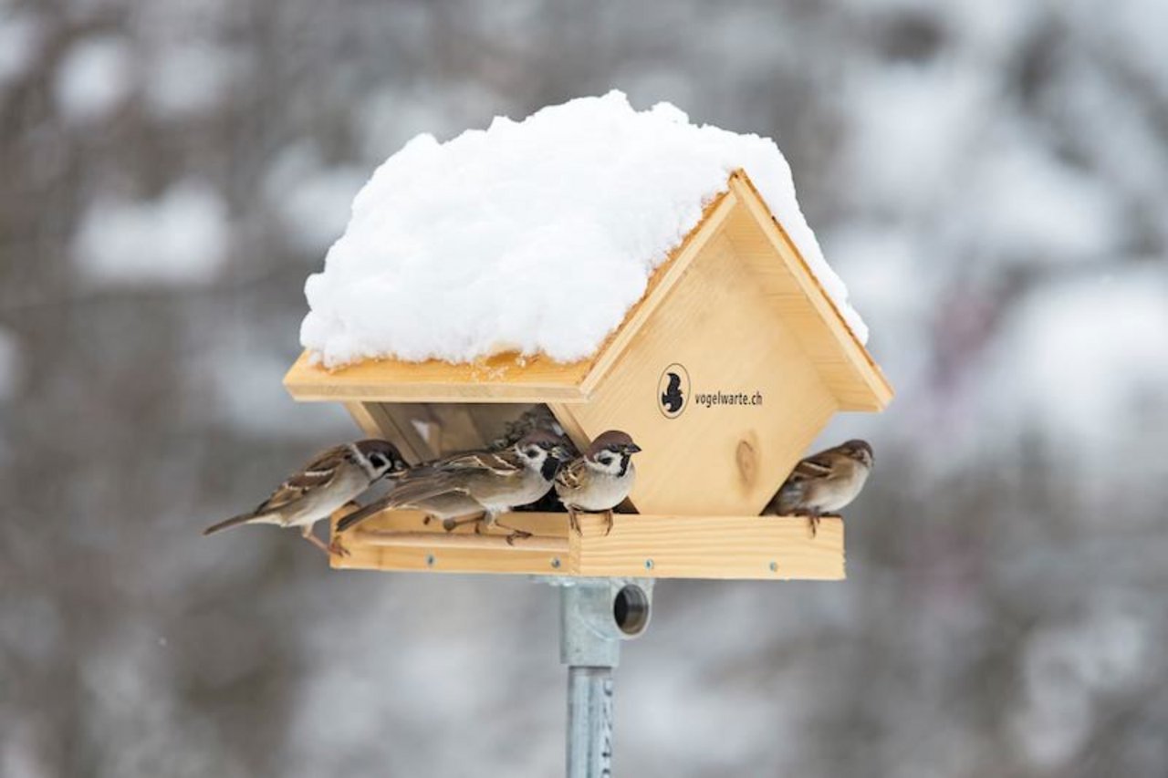 Hygiene beim Futterhaus ist wichtig, damit sich die Vögel nicht gegenseitig mit Krankheiten anstecken. (Bild Vogelwarte / Marcel Burkardt)