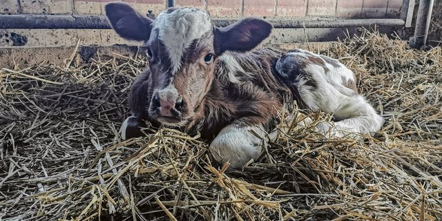 Baltimore (SF × RH) wäre vor 20 Jahren ein FT-Kalb gewesen. Heute ist er einfach eine Kreuzung, und damit ein C-Tier. (Bild sb)