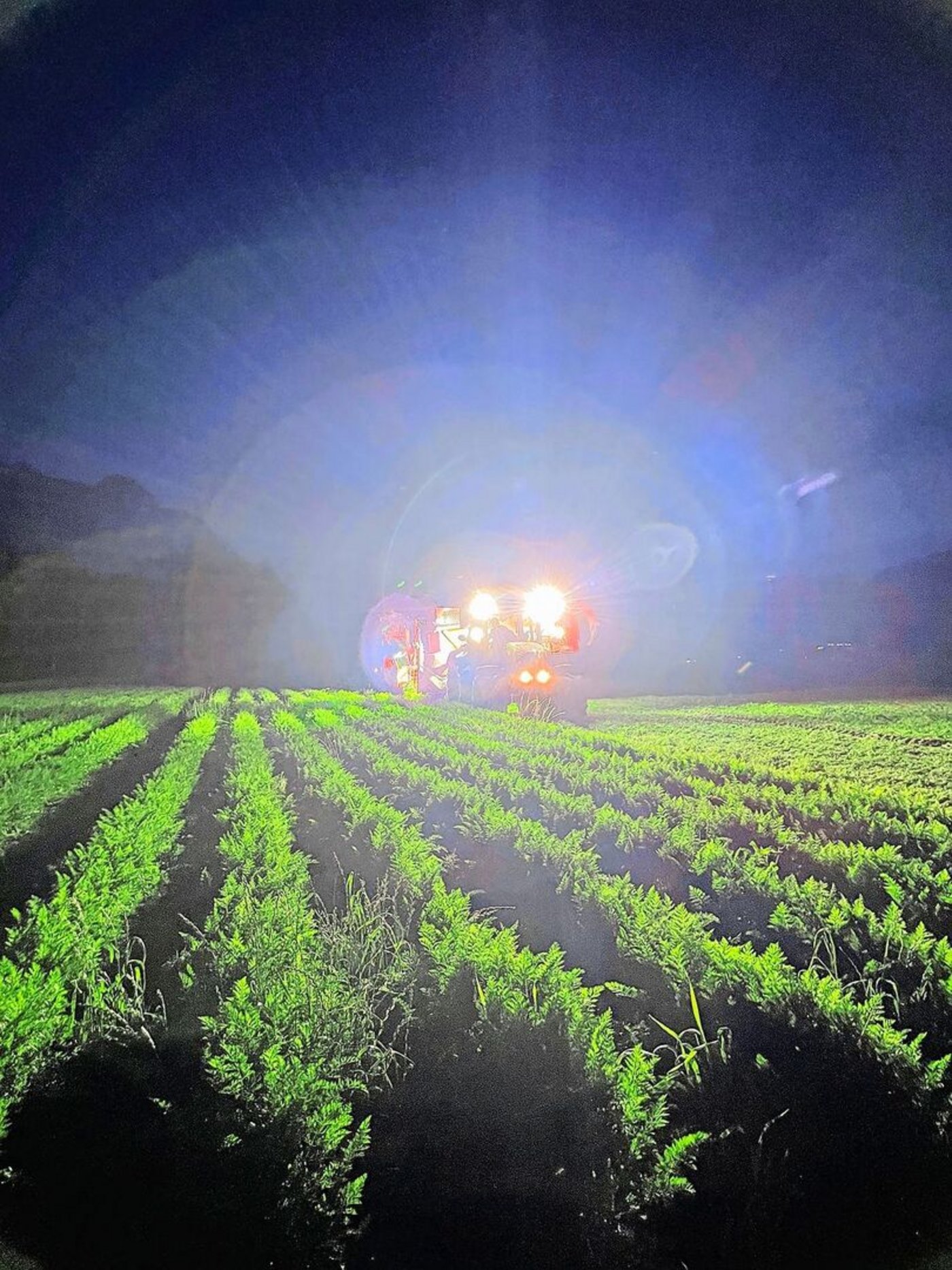 Wenn die Tage sehr heiss sind, fährt die Familie Spitz die Ernte frühmorgens oder spätabends ein.