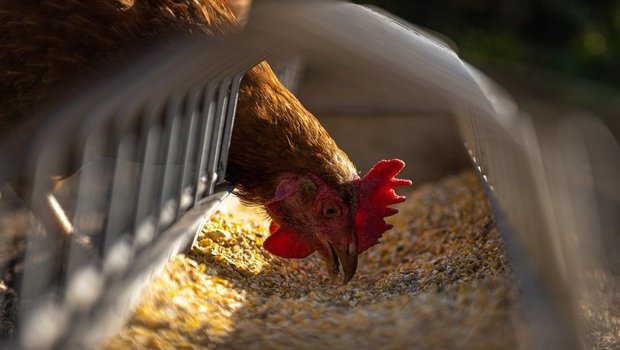 Bis zu 80 Prozent des Futters für Schweizer Hühner komme aus dem Ausland, kritisiert Tier im Fokus. (Bild AndreasGoellner / Pixabay)