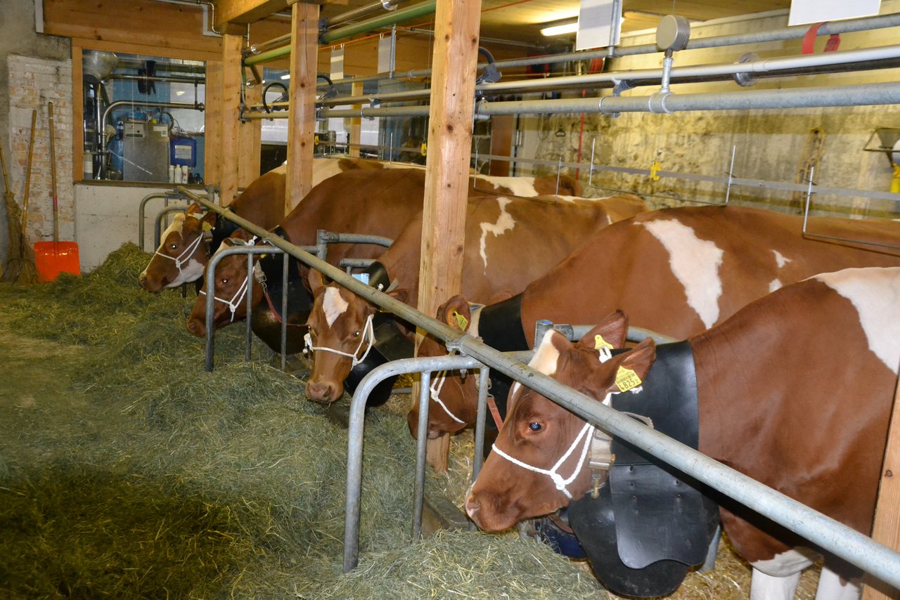 Die Kühe von Fritz Bürki, Bumbach BE, sind parat und die Treicheln sitzen perfekt.